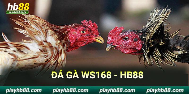 đa gà ws168 tại hb88