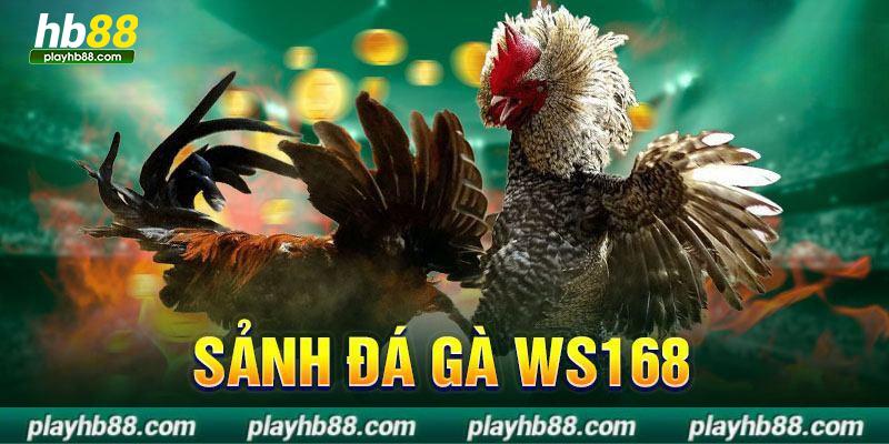 WS 168 đá gà là sảnh chơi đáng trải nghiệm tại HB88WS 168 đá gà là sảnh chơi đáng trải nghiệm tại HB88